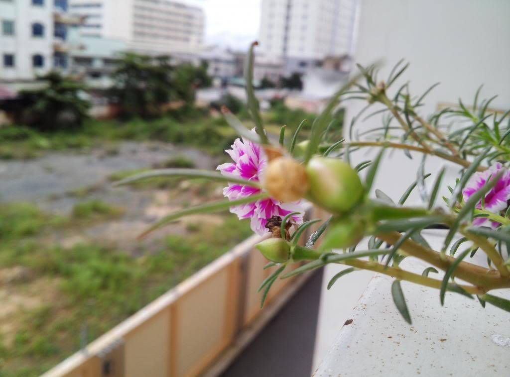 20130723_120314_zps6b640aa0.jpg
