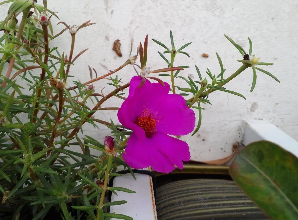 20130723_120417_zpsf3874362.jpg