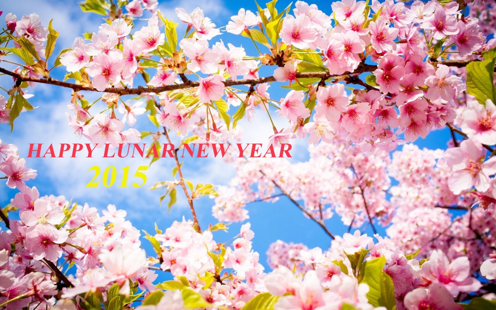 Happy New Year 2015 - SAKURA (2).jpg