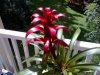 blackberry-bold-touch-9900-news-19-hsp-20121022-212432.jpg