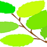 thuongshoo