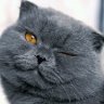 meomap-online