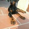 loki