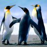 icepoles