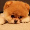 ngoc my