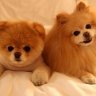 truong-thanh