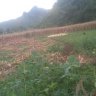 ApplePhong