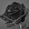 Black-Rose