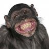 chipheocheophi