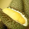 durian7689