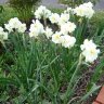 narcissus