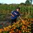 nguyengiau520