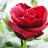 hao_hoa