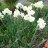 narcissus